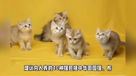 建議窮人養的10種貓