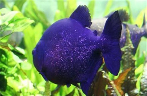 黑魚(yú)和雷龍魚(yú)的區(qū)別