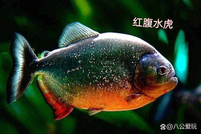 黑魚(yú)和雷龍魚(yú)的區(qū)別