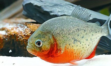 黑魚(yú)和雷龍魚(yú)的區(qū)別
