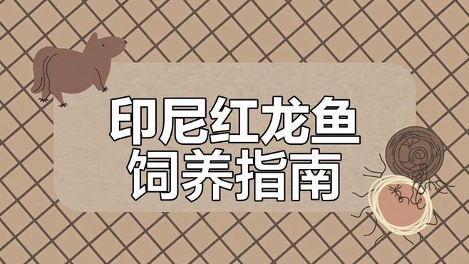 如何辨別真假祥龍紅龍魚？