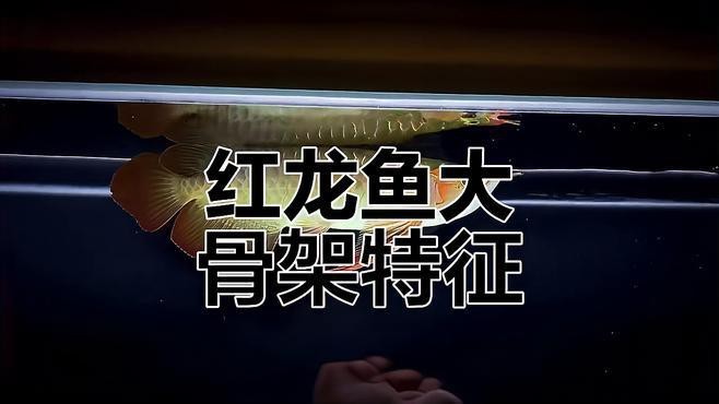 如何辨別真假祥龍紅龍魚？