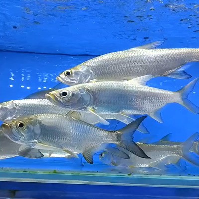 銀龍魚咬魚嗎圖片（銀龍魚咬魚嗎圖片大全）
