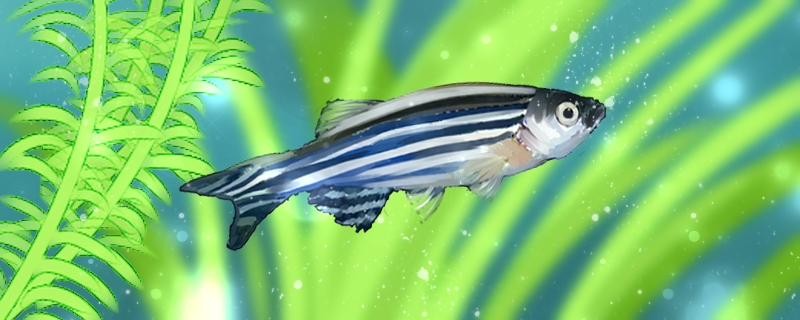 怎么自制氧氣養魚