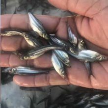 這些漁場提供魚苗嗎？