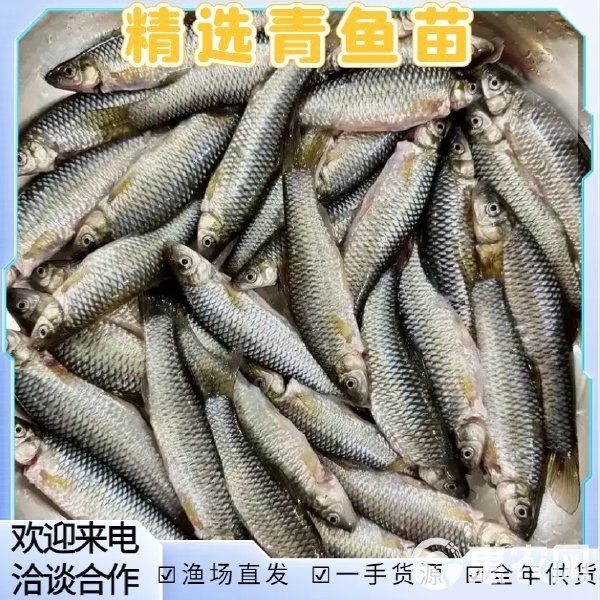這些漁場提供魚苗嗎？