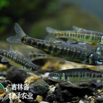 這些漁場提供魚苗嗎？