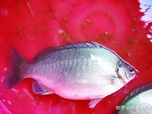 翡翠魚是什么魚