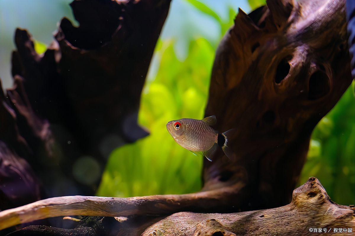 翡翠魚是什么魚