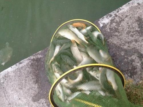 魚塘養的魚怎么找銷路