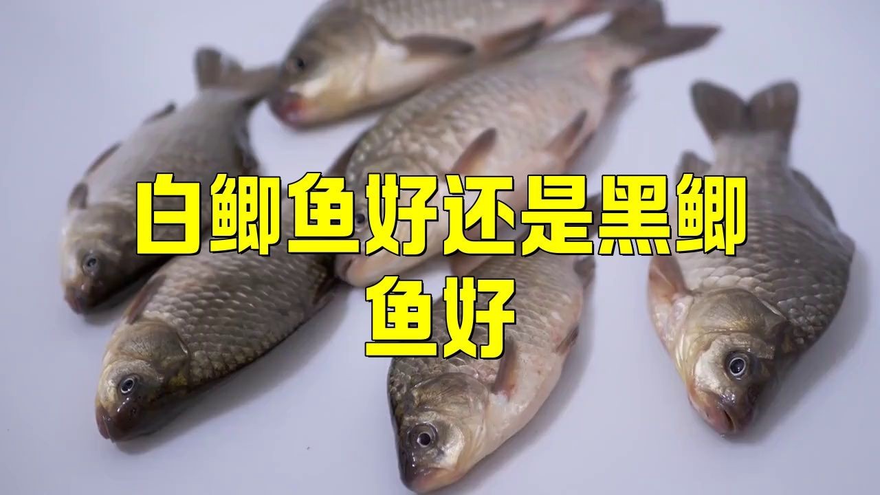 鯽魚發黑好還是發白好