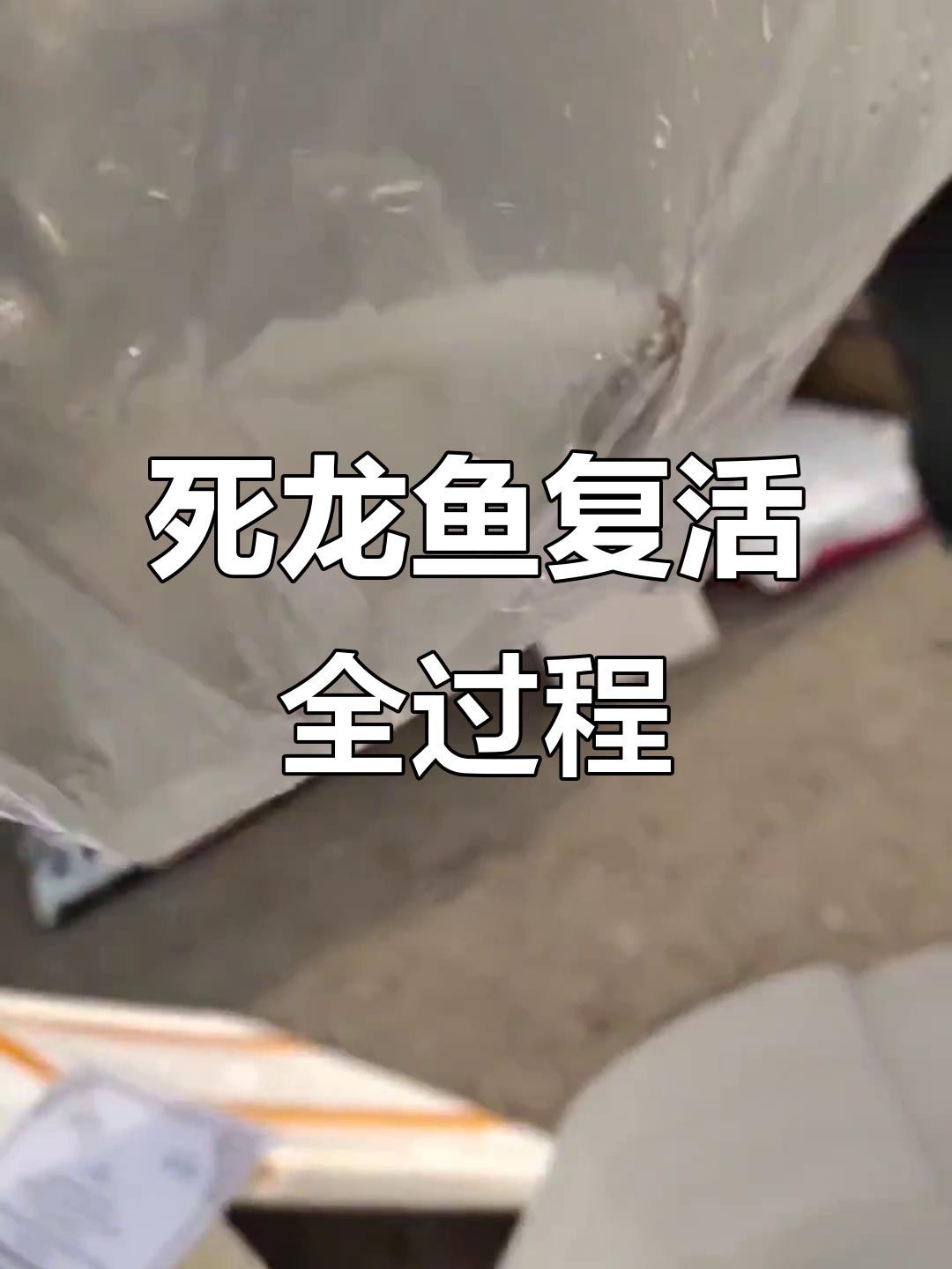 龍魚死亡后多久會轉危為安？