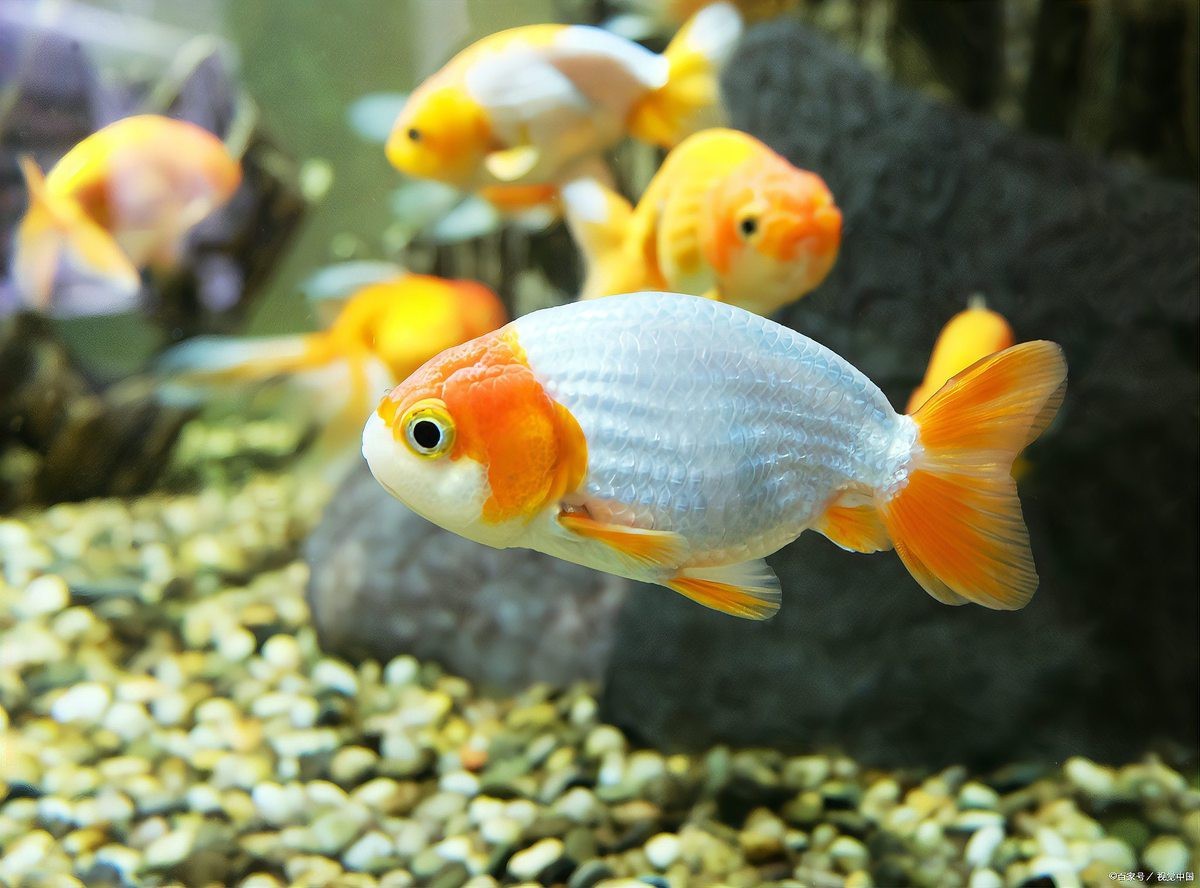 龍魚死亡后多久會轉危為安？