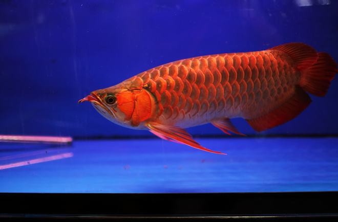 收藏級紅龍魚什么特征