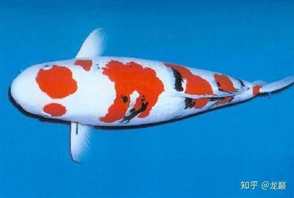 錦鯉26個品種圖 龍魚論壇 第4張 錦鯉26個品種圖 錦鯉26個品種圖 龍魚論壇 第4張
