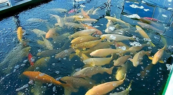 錦鯉26個品種圖 龍魚論壇 第7張 錦鯉26個品種圖 錦鯉26個品種圖 龍魚論壇 第7張