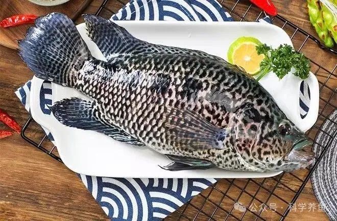 花斑魚又叫什么魚