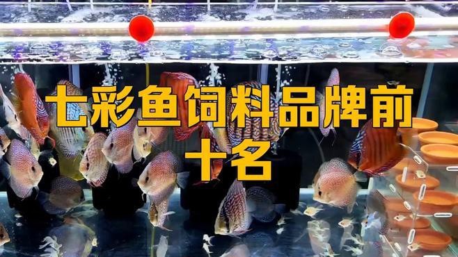 觀賞魚增色吃什么飼料