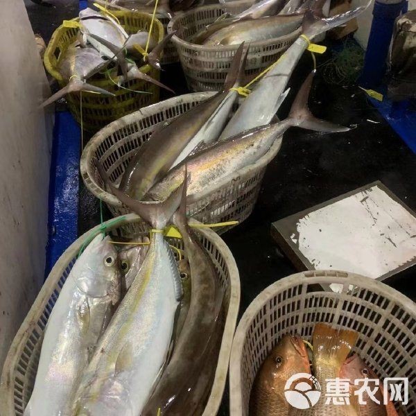 紅甘魚多少錢一斤