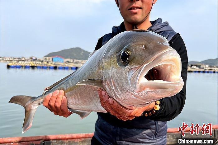 紅甘魚多少錢一斤