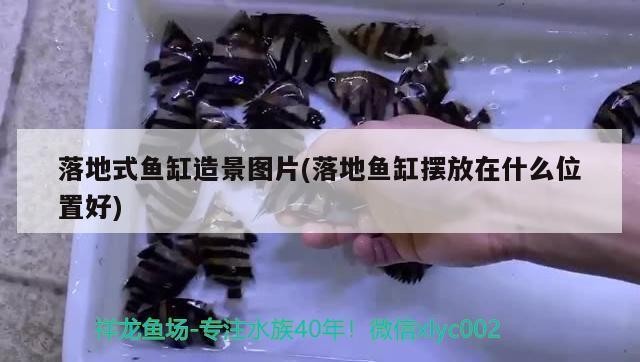 長葛市庭好水族館（長葛水族店）