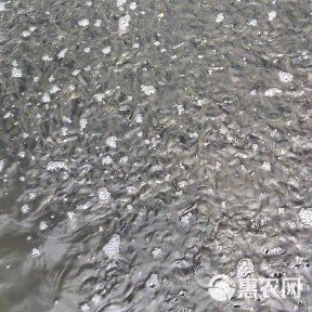 草魚苗批發附近本地 一斤