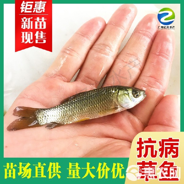 草魚苗批發附近本地 一斤