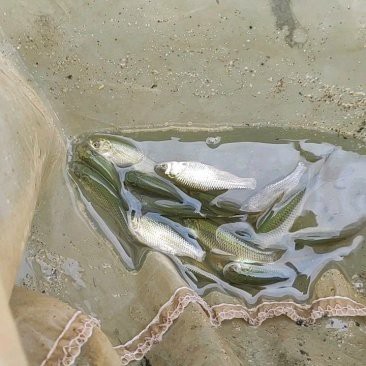 草魚苗批發附近本地 一斤
