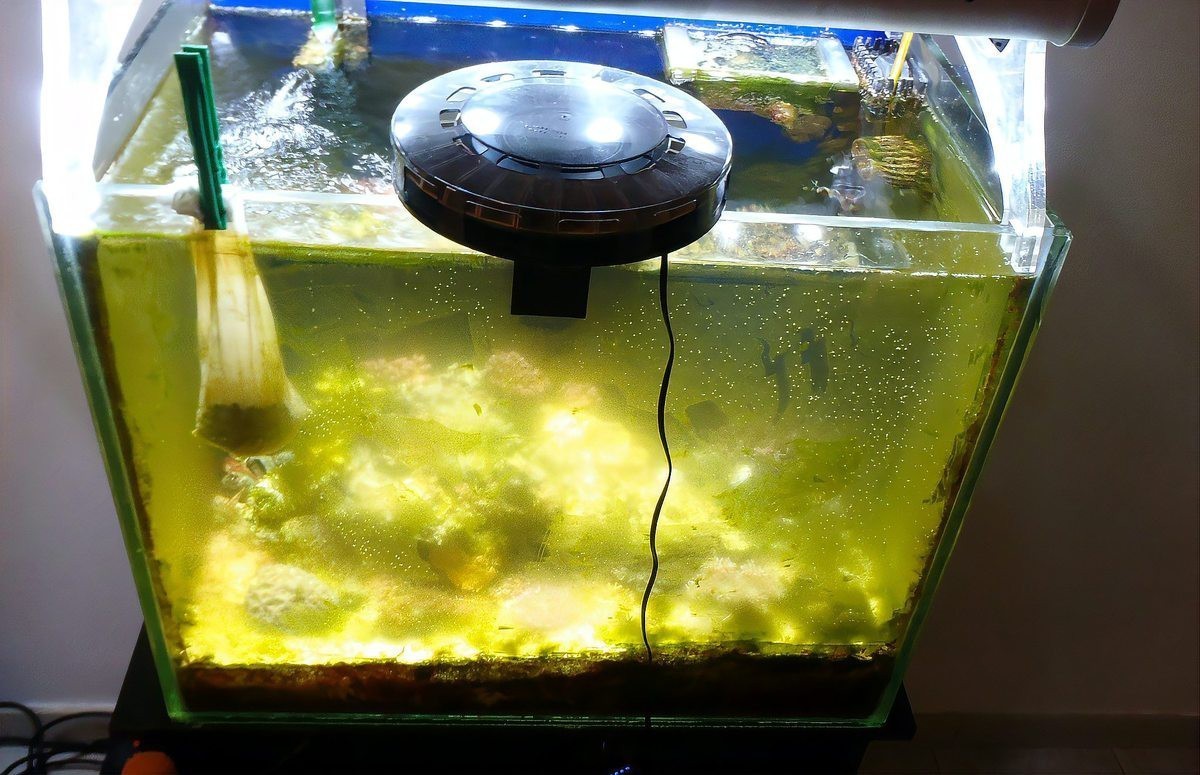 龍魚入缸幾天可以換水