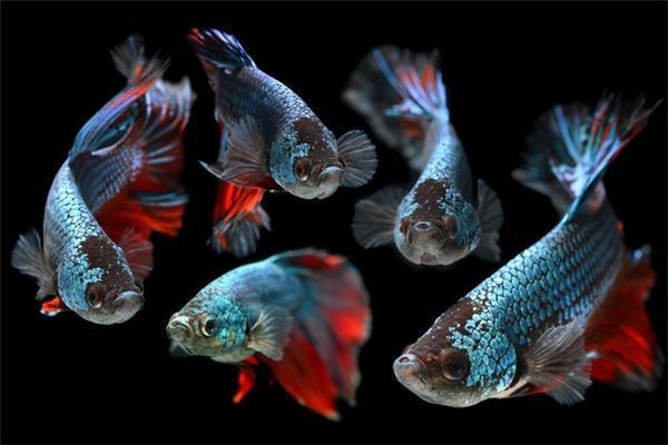 斗魚旺財還是破財