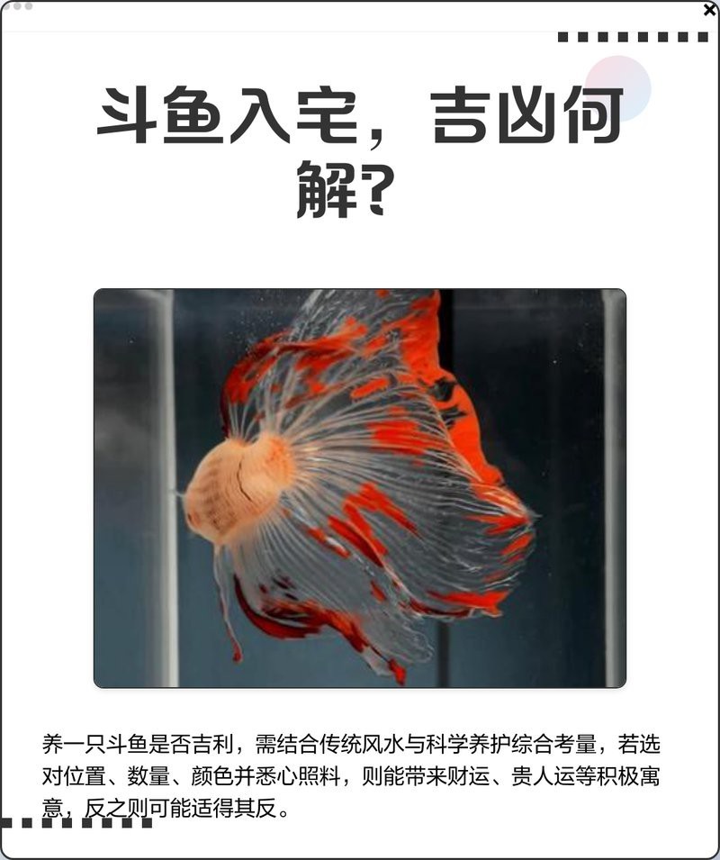 白龍魚的最佳飼養條件是什么，白龍魚的最佳飼養條件是白龍魚的最佳飼養條件是什么