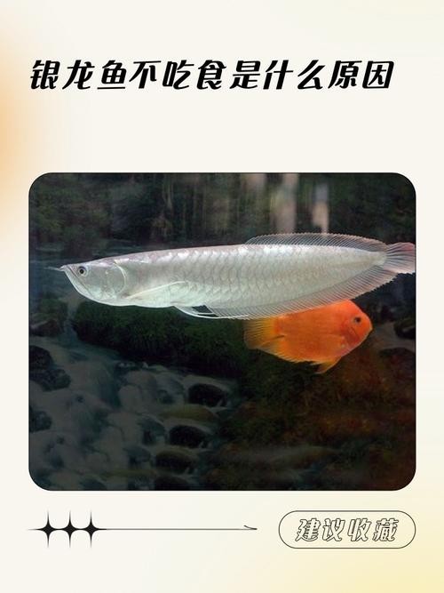 銀龍魚可以吃魚肉嗎圖片