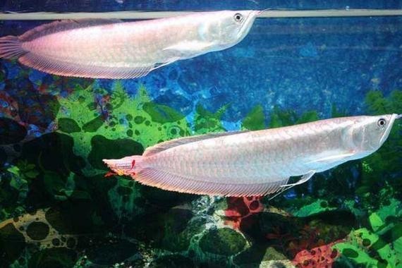 銀龍魚可以吃魚肉嗎圖片
