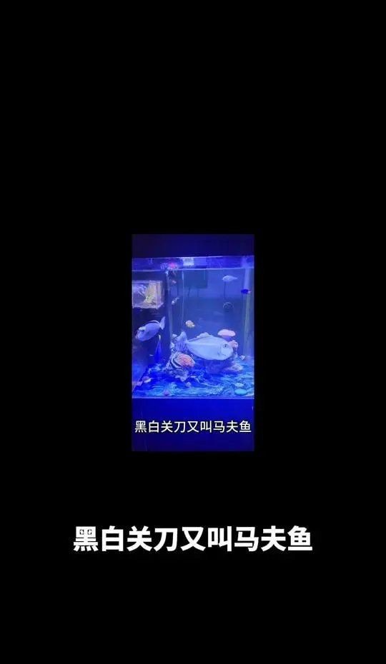 和尚關刀魚是上層還是下層