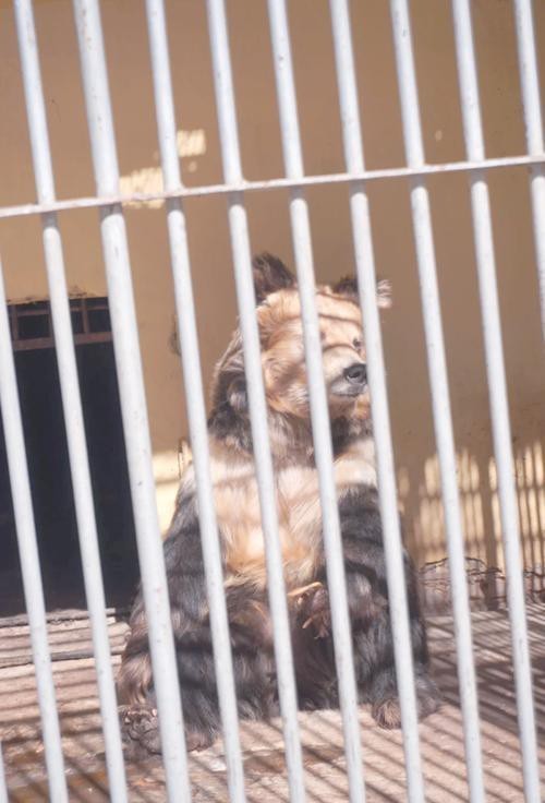 如何聯(lián)系這些野生動物救護中心？