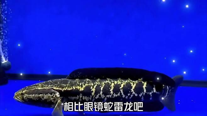 雷龍魚(yú)有哪些品種可以食用？