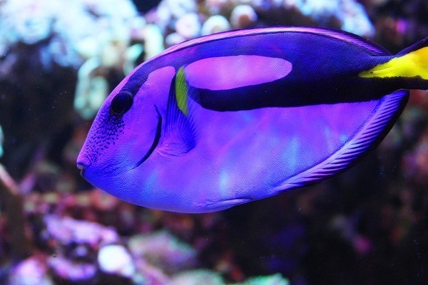 魚缸用增氧泵價格是多少:魚缸增氧機-xtrac增氧機-xtrac增氧機 魚缸三合一過濾器(三合一過濾器品牌推薦) 魚缸百科 魚缸三合一過濾器(三合一過濾器品牌推薦) 魚缸三合一過濾器(三合一過濾器品牌推薦) 魚缸百科