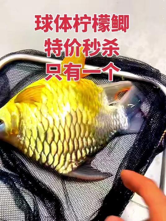 檸檬鯽價格多少錢一只
