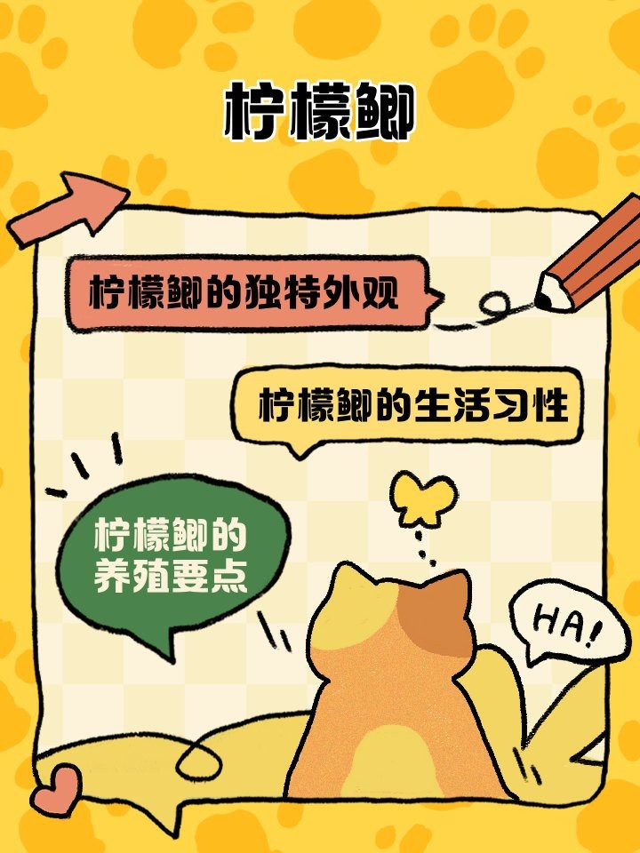 檸檬鯽價格多少錢一只