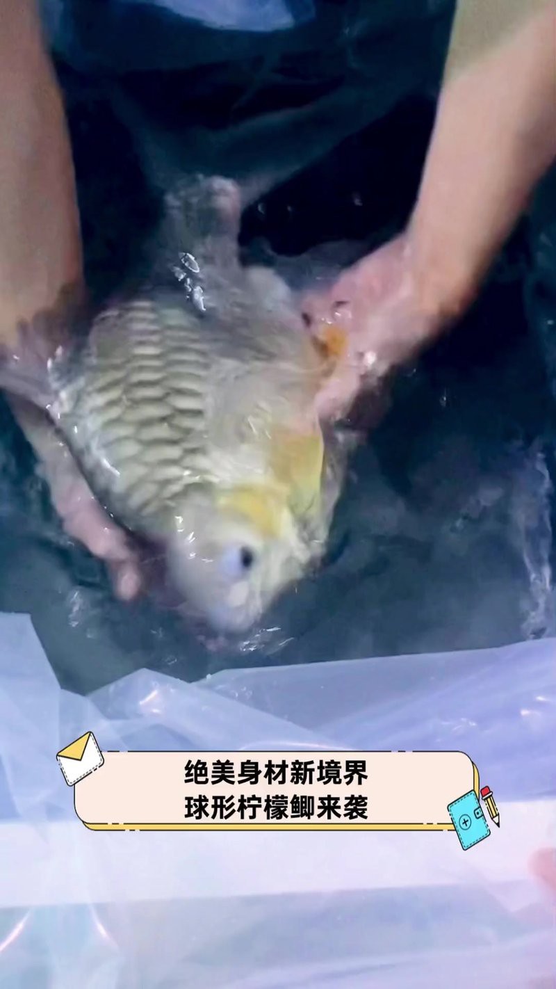 檸檬鯽價格多少錢一只