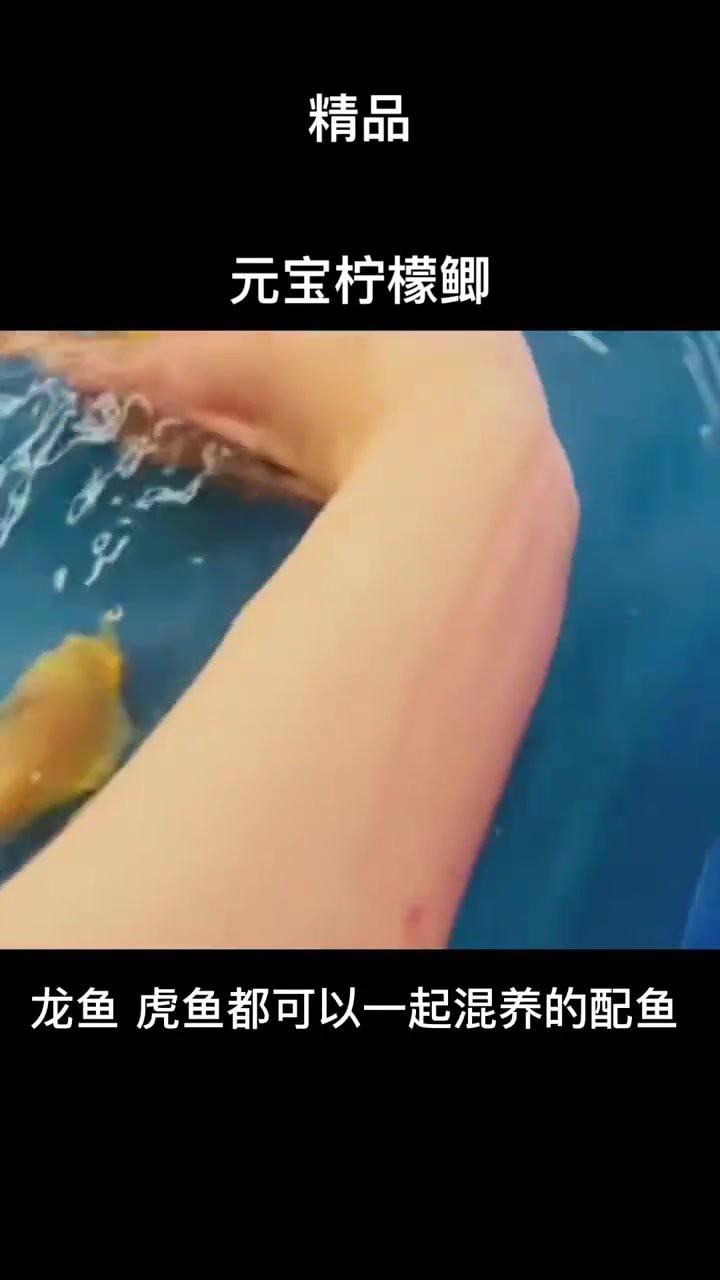 檸檬鯽價格多少錢一只