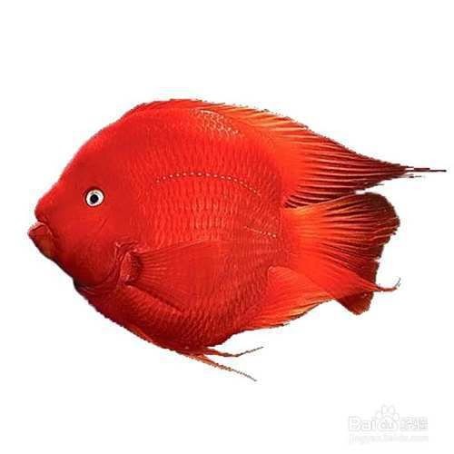 紅面財神魚最忌三種食物及禁忌介紹