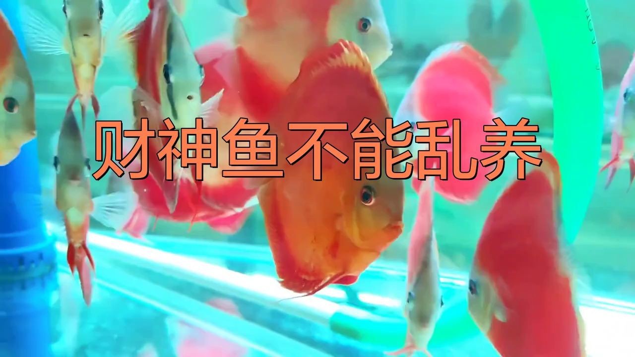 紅面財神魚最忌三種食物及禁忌介紹