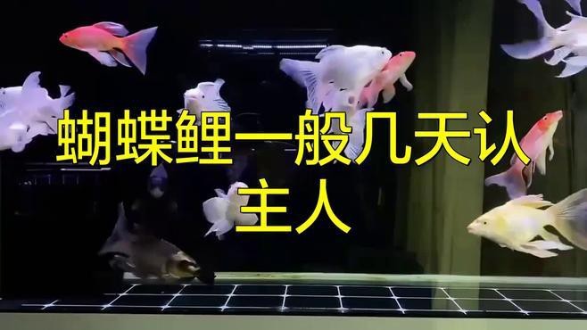 魚養久了會認主人嗎 魚養久了會認主人嗎 龍魚論壇 第4張