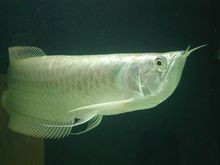 長(zhǎng)嘴鱷和龍魚混養(yǎng)怎樣
