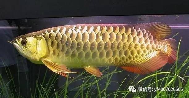 過背金龍?bào)w型特征