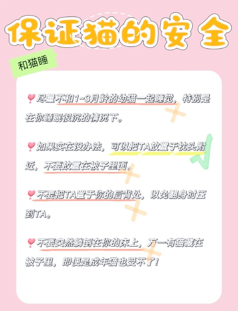 龍貓同睡需要哪些安全措施？