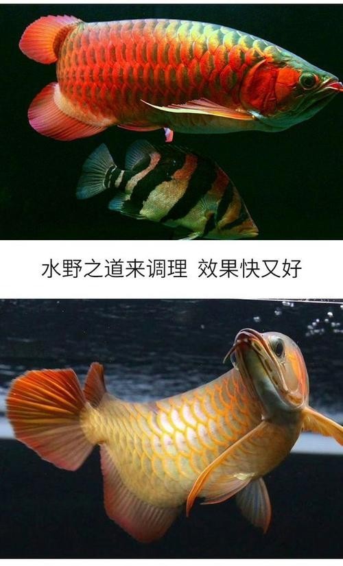 銀龍魚眼睛上長白膜怎么辦圖片大全
