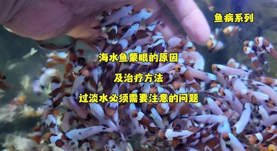 銀龍魚眼睛上長白膜怎么辦圖片大全