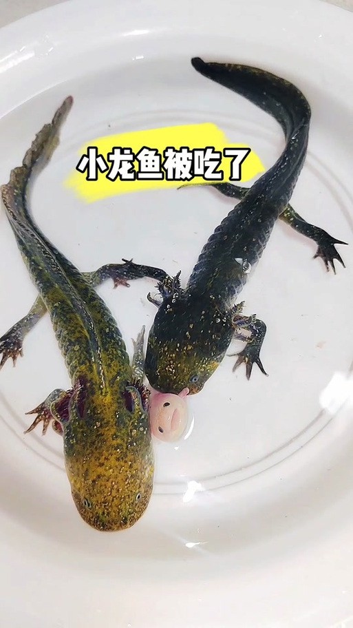 恐龍魚吃小魚嗎圖片大全